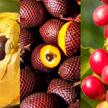 Peruvian Exotic fruits you Need to Know